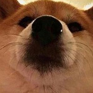 Meet your Posher, Hailey